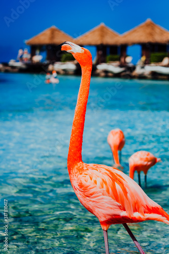 Flamingos roaming around the beach sunbathing.