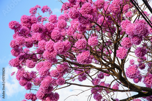 The beautiful pink trees in flowers  over a sky background photo