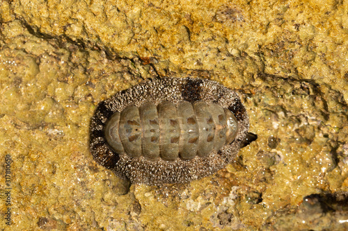 Acanthopleura granulata, West Indian fuzzy chiton, tropical species of chiton. photo
