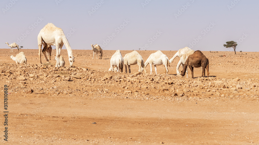 Foreign tourists riding camels in the desert of Egypt Foreign tourists riding camels in the desert of Egypt
