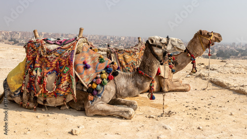 Foreign tourists riding camels in the desert of Egypt