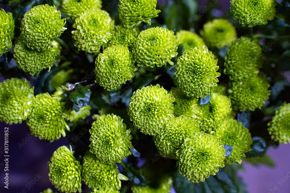 Green chrysanthemum (santini) top view Green chrysanthemum (santini) top view
