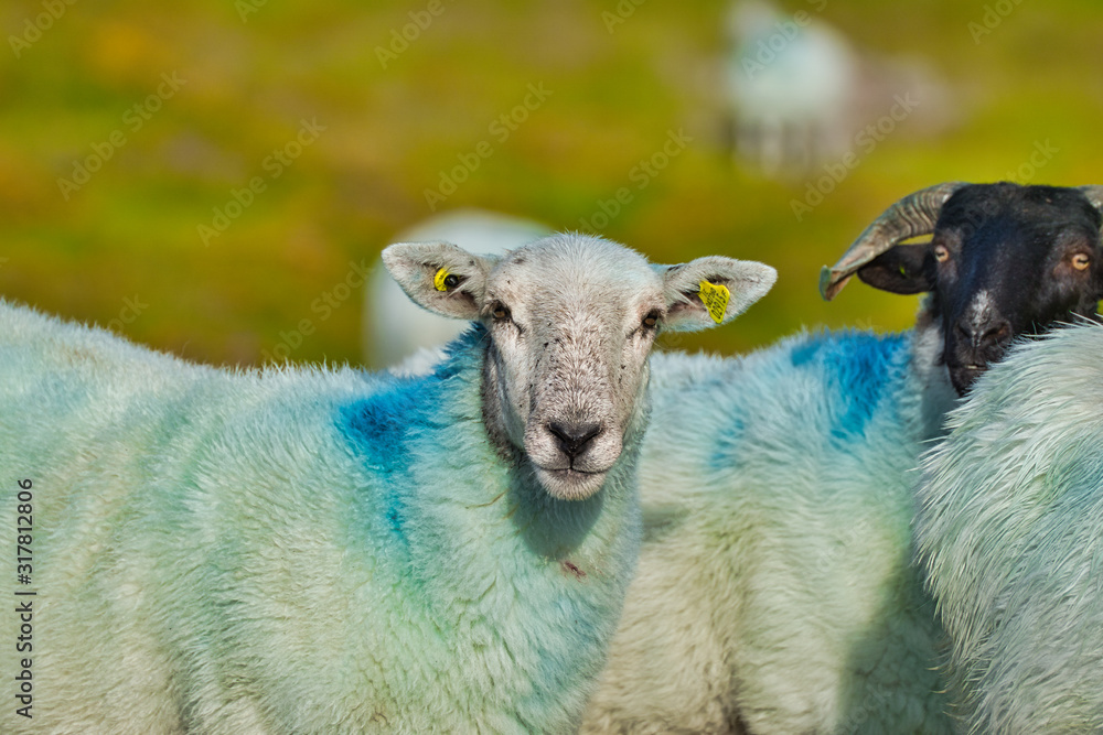 Fototapeta premium Sheep