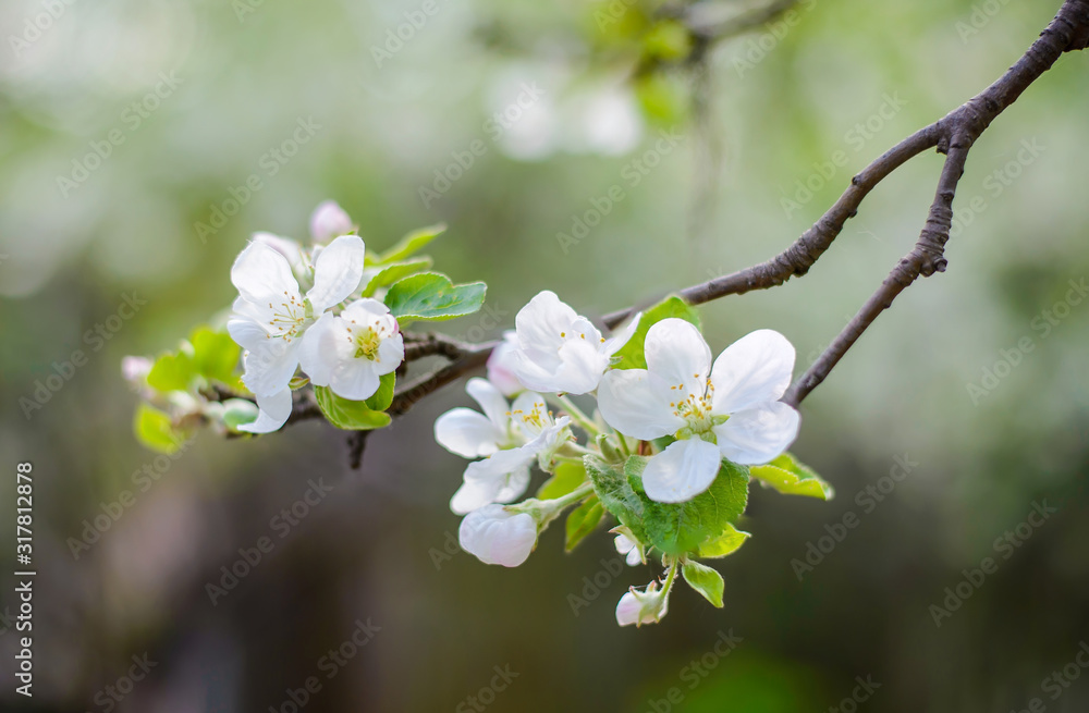 Beautiful branch of a blooming apple tree