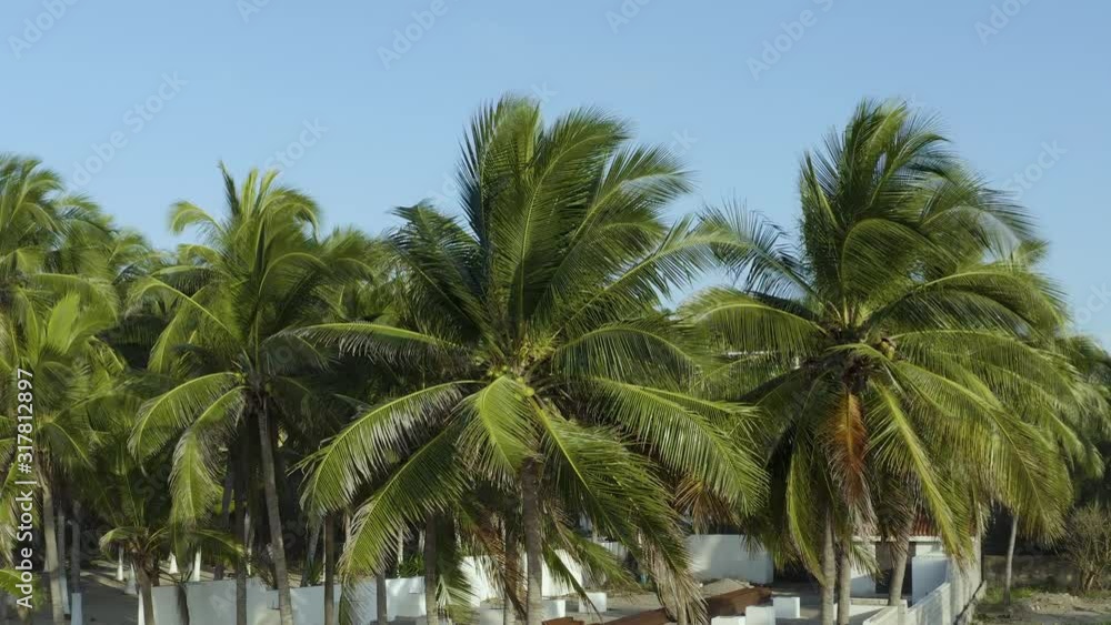 Aerial view of Palm Trees in the wind. Vacation, travel, summer, vacation and tropical beach concept. Static. Aerial view of Palm Trees in the wind. Vacation, travel, summer, vacation and tropical beach concept. Static.