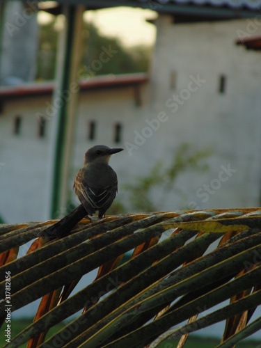 Brazilian Bird