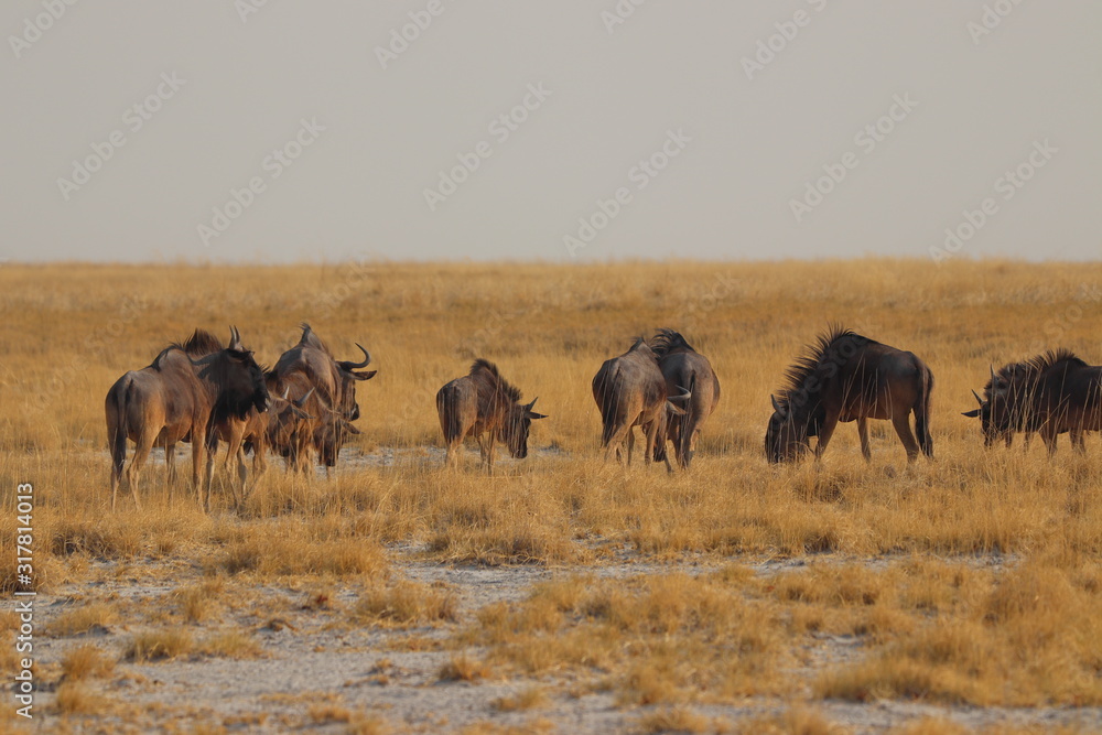 Wildebeest group running in nata in Botswana. Travelling during dry season on holiday.