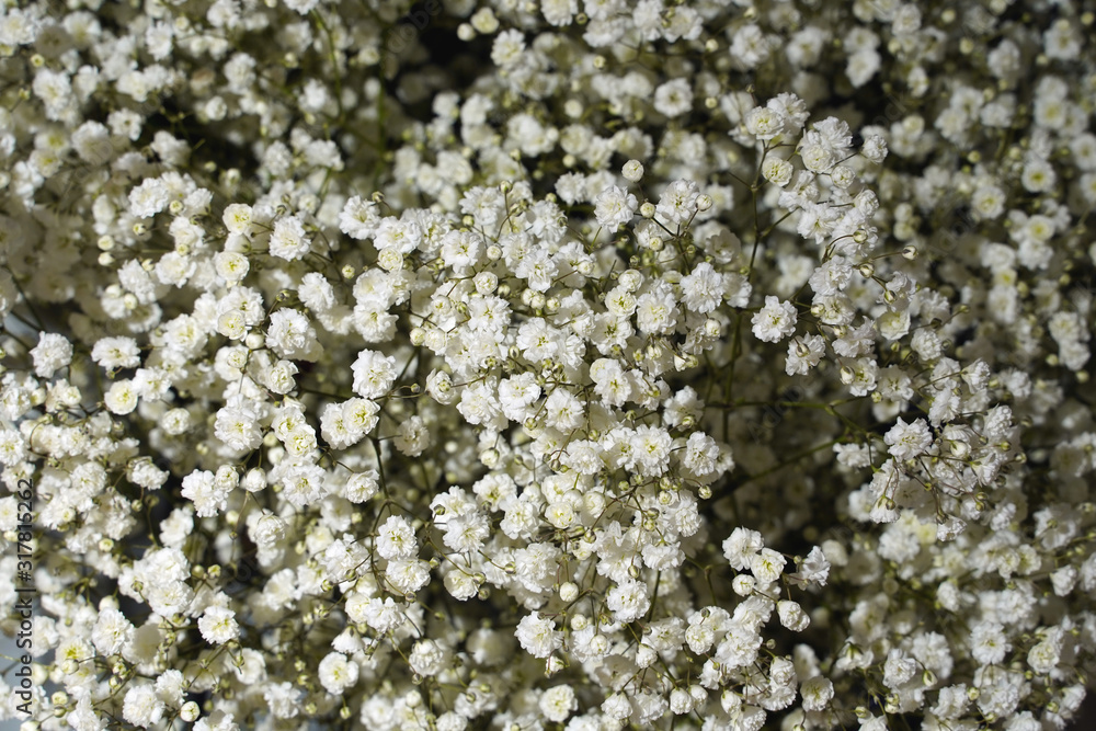 small white gypsophila flowers as floral texture. background of white flowers small white gypsophila flowers as floral texture. background of white flowers