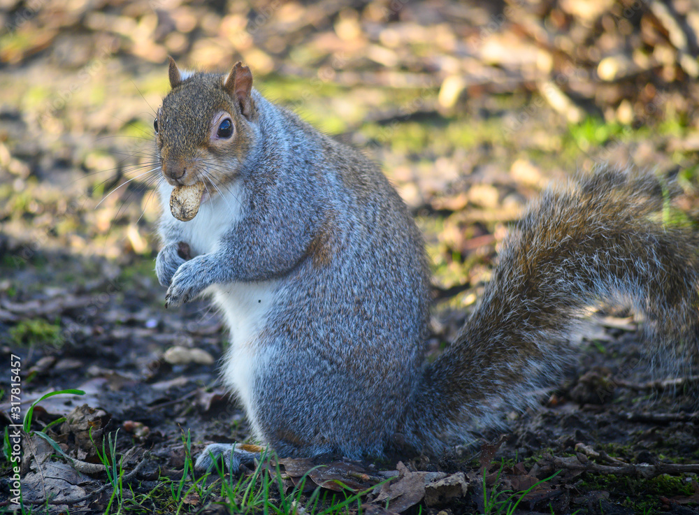 Naklejka premium Grey squirrel in Kelsey Park, Beckenham, Greater London. Squirrel sitting on the ground eating a nut. There are many grey squirrels in Kelsey Park, Beckenham. Grey squirrel (Sciurus carolinensis), UK.