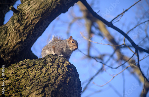 Grey squirrel in Kelsey Park, Beckenham, Greater London, UK. A squirrel sitting high in a tree. There are many grey squirrels in Kelsey Park, Beckenham, Kent. Grey squirrel (Sciurus carolinensis), UK. photo