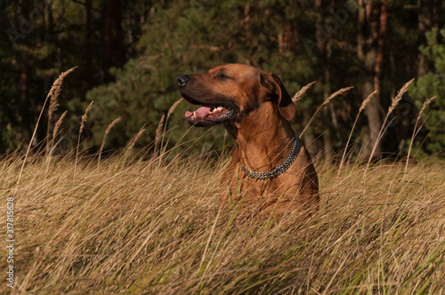 Foto A hunting dog standing in tall grass, resting after running
