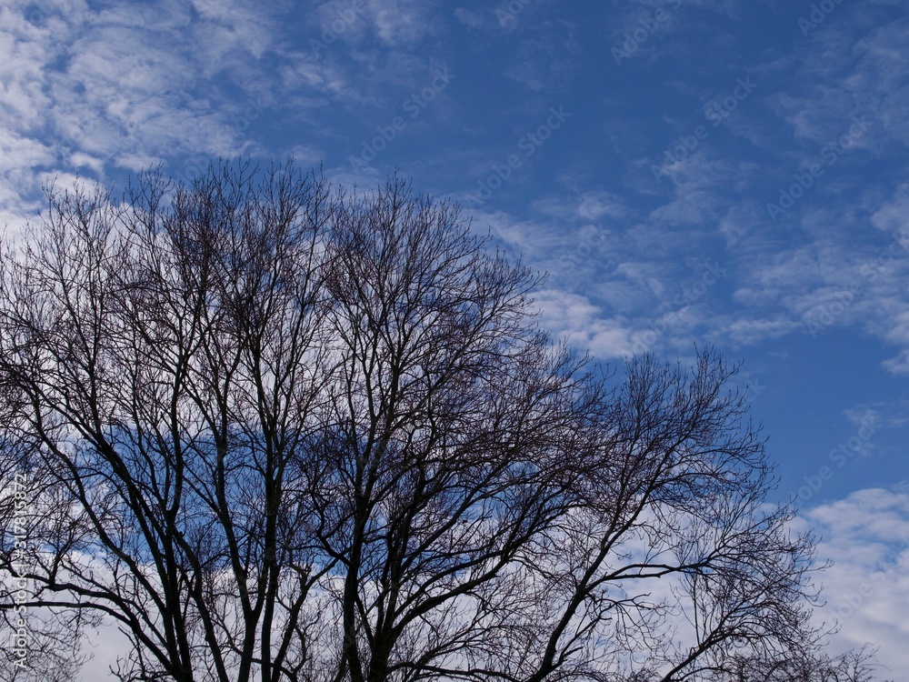 Tree in winter with no foliage against cloudy sky Tree in winter with no foliage against cloudy sky