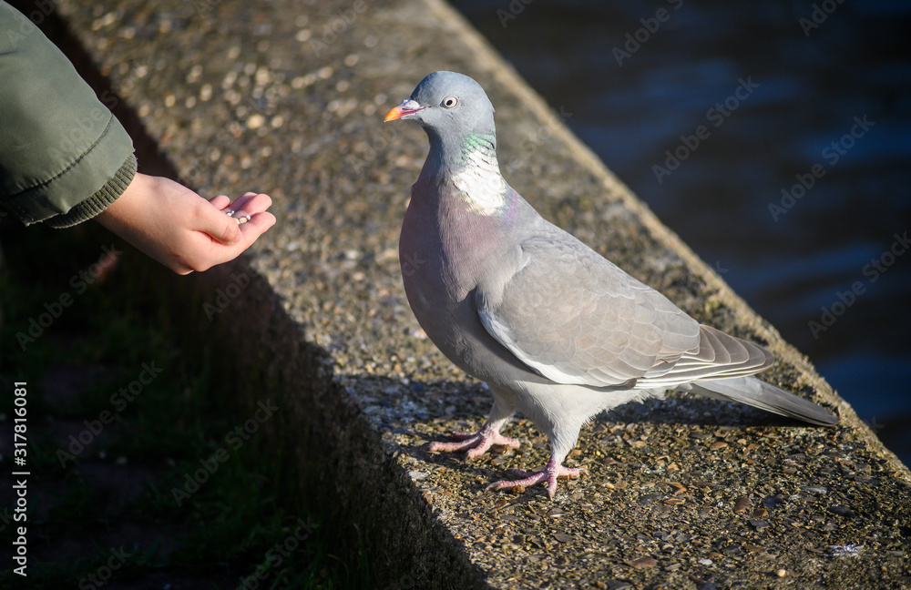 Obraz premium Rock dove or common pigeon or feral pigeon in Kelsey Park, Beckenham, Greater London. This dove (pigeon) is fed by hand in Kelsey Park, Beckenham, Kent. Rock dove or common pigeon (Columba livia), UK.