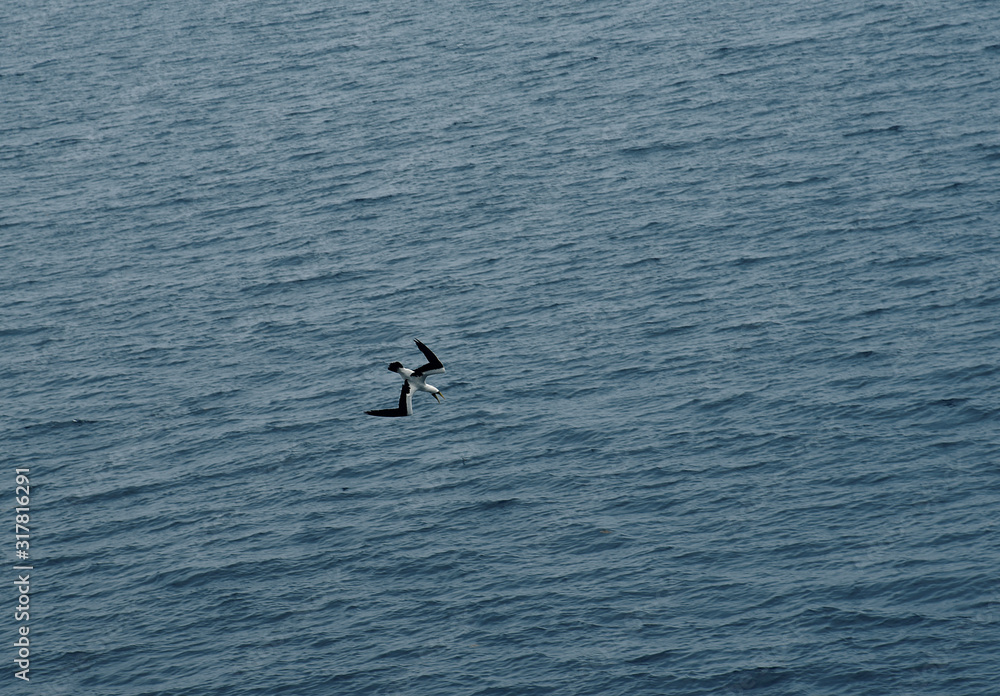 amazing scene of seagull at sea