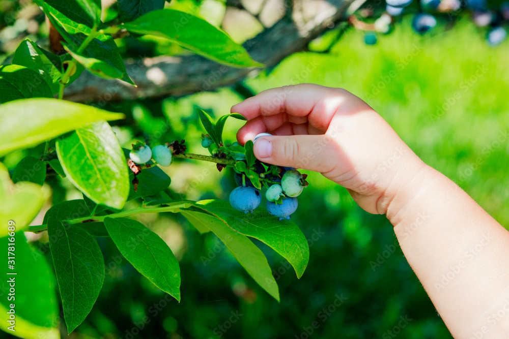 Picking Blueberries Picking Blueberries