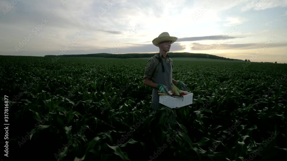 Male farmer working in the field at sunset. Authentic video, young farmer holding box full of fresh harvested vegetables. Beautiful sky on the background. Copy space farming concept Male farmer working in the field at sunset. Authentic video, young farmer holding box full of fresh harvested vegetables. Beautiful sky on the background. Copy space farming concept