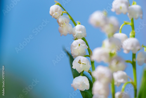 Flower Spring Lily of the valley Background Horizontal Close-up Macro shot. Close-up of lily of the valley flower spring background. 