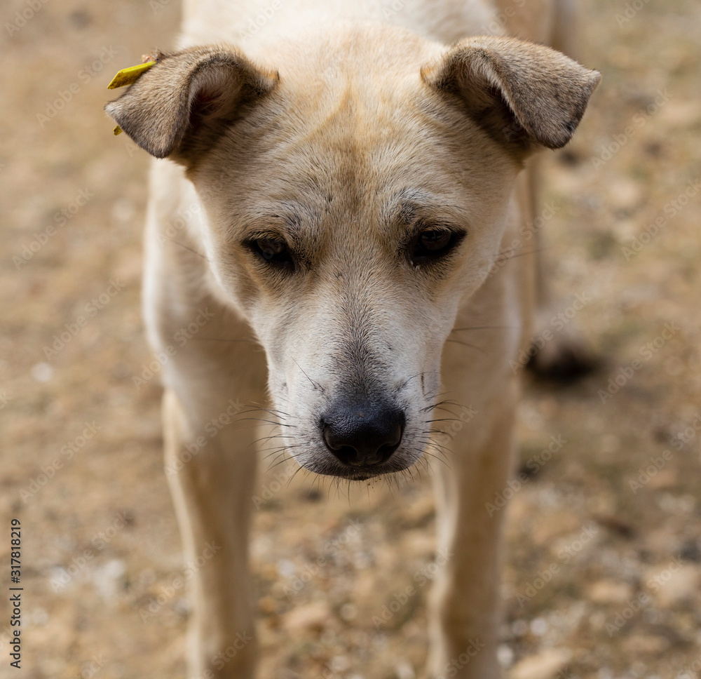White bitch, carefully studying potential breadwinners. The hungry life of a stray dog. Contact of the animal world with the human world. White bitch, carefully studying potential breadwinners. The hungry life of a stray dog. Contact of the animal world with the human world.