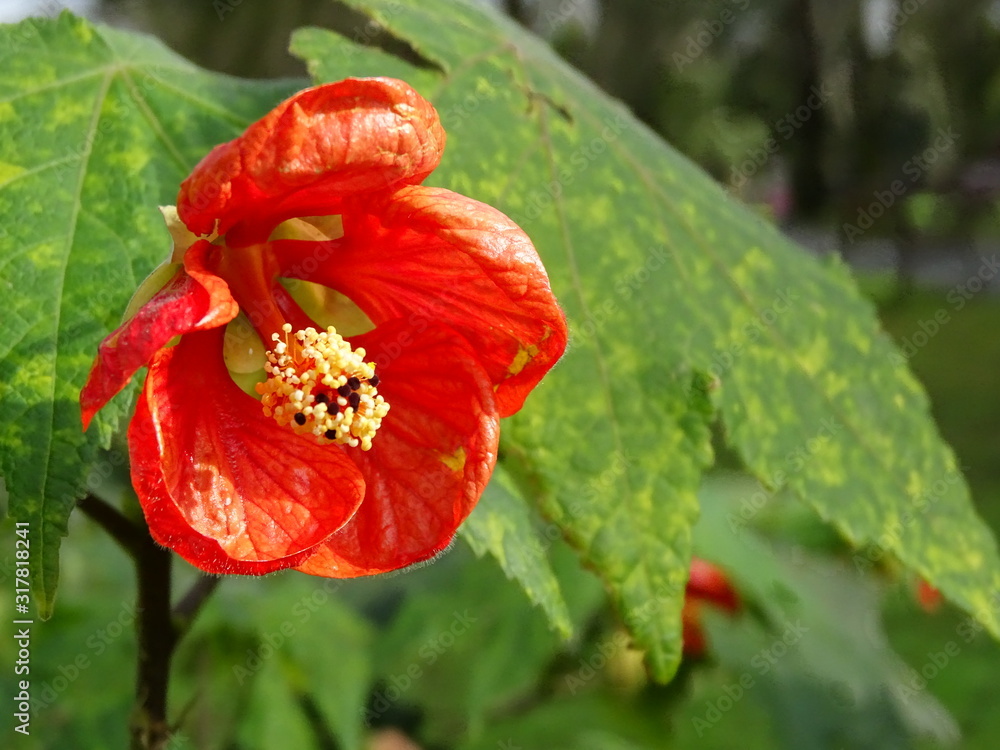 ABUTILON EN FLORACIÓN. ABUTILON EN FLORACIÓN.