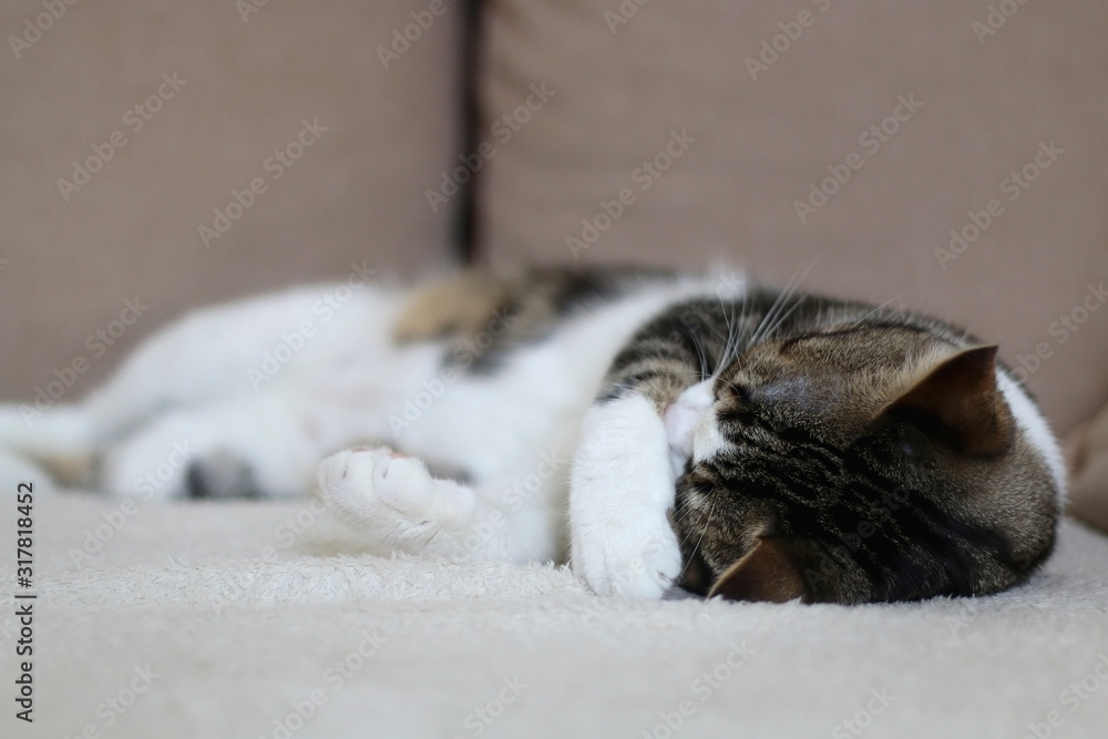 Sleepy tabby cat lying on a couch. Selective focus. Sleepy tabby cat lying on a couch. Selective focus.