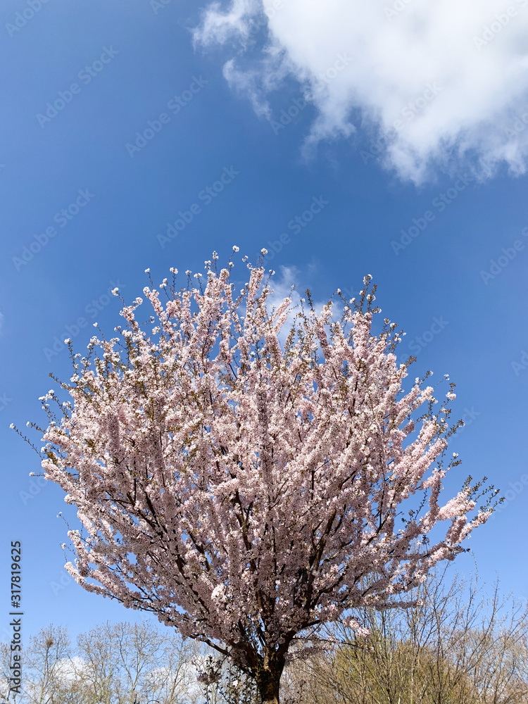 Beautiful sakura cherry tree spring emotion romance tree in bloom against blue background Beautiful sakura cherry tree spring emotion romance tree in bloom against blue background