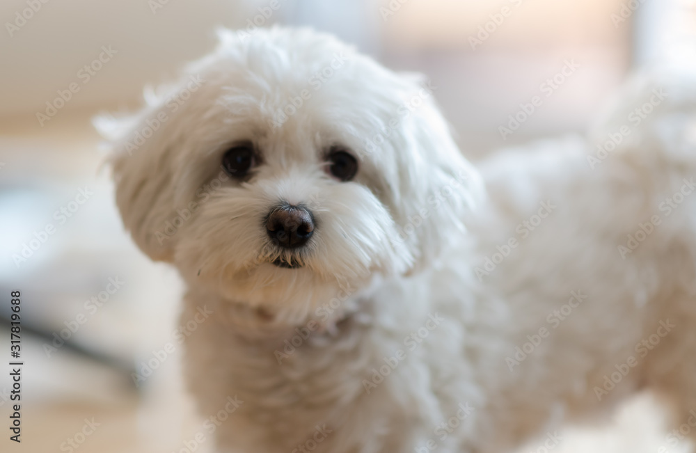 Fototapeta premium Luna