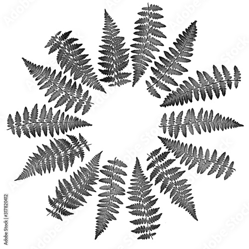 The fern leaves flat lay arrangement in circle shape rosette, isolated on whi...