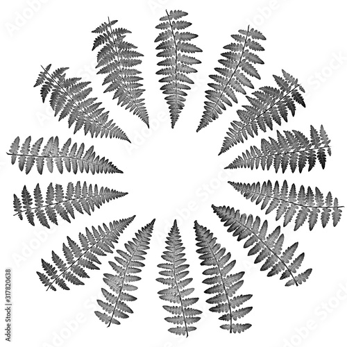 The fern leaves flat lay arrangement in circle shape rosette, isolated on whi...