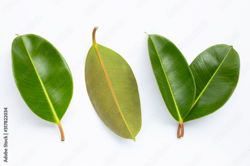 Rubber plant leaves on white background. Rubber plant leaves on white background.