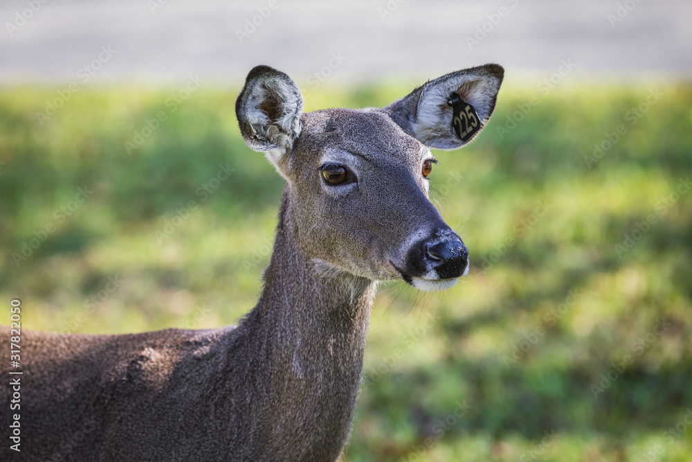 White-tailed deer in the forest