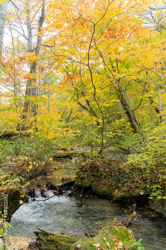 Beautiful fall color of the Oirase Gorge
