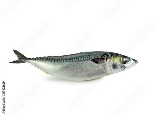 Fresh atlantic mackerel isolated on white background