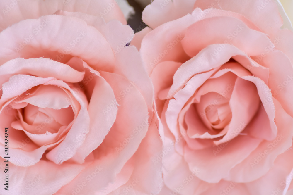 close up shot of two soft, pink roses in bloom  