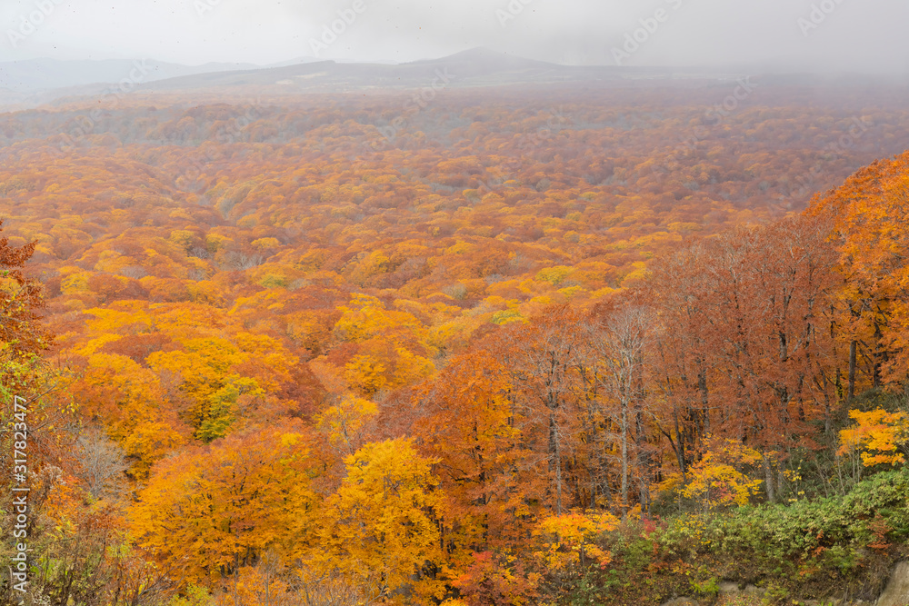 Beautiful fall color of the Lake Towada area