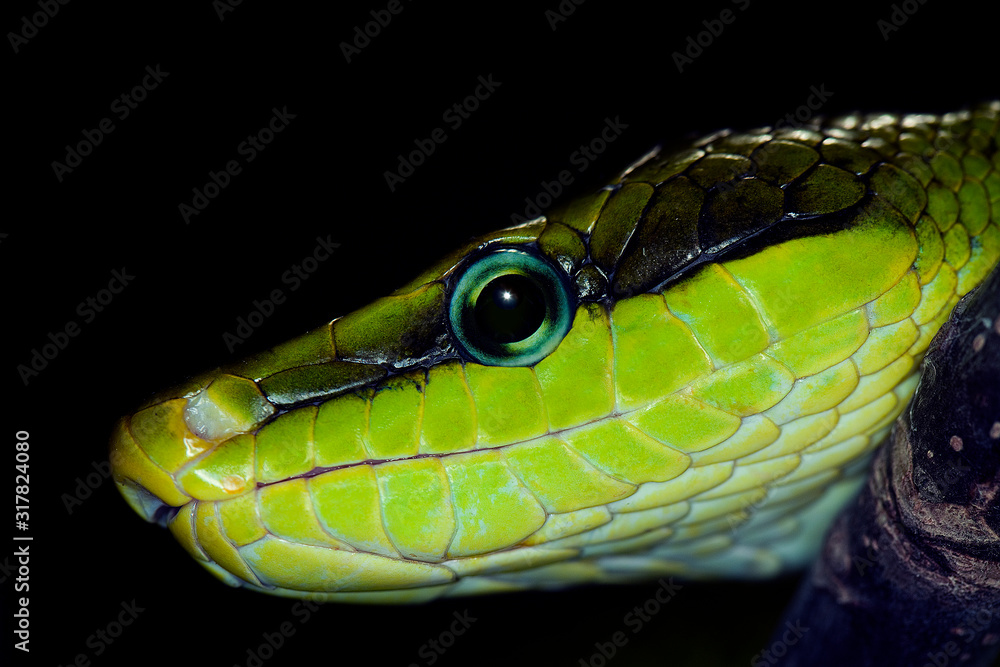 SERPENT RATIER A QUEUE ROUGE gonyosoma oxycephala SERPENT RATIER A QUEUE ROUGE gonyosoma oxycephala