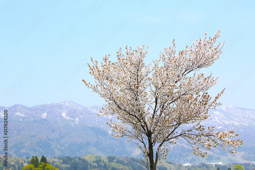 信州　関田山脈とカスミザクラ