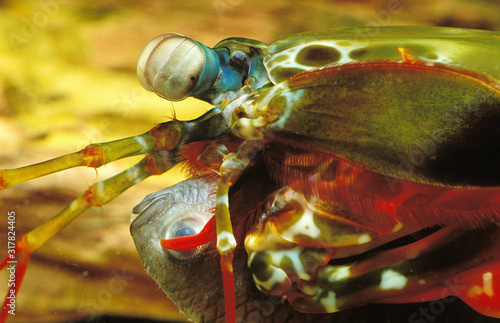 SQUILLE MANTE odontodactylus scyllarus photo