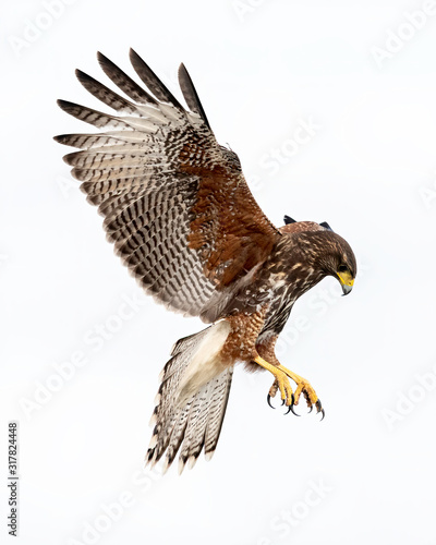 Harris's Hawk (parabuteo unicinctus) Juvenile, Laguna Seca Ranch, Texas