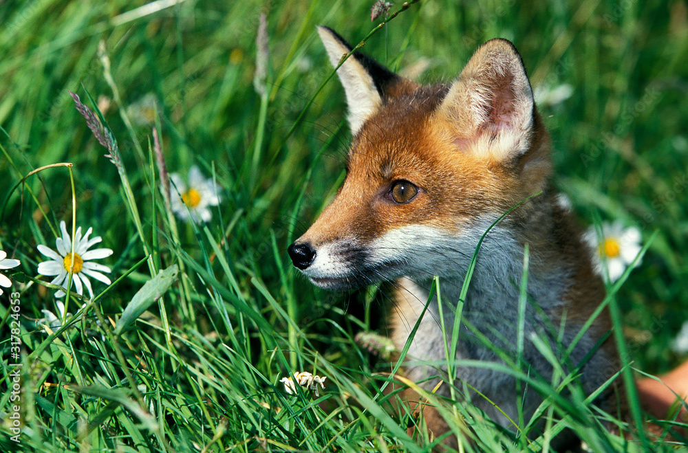 RENARD ROUX vulpes vulpes RENARD ROUX vulpes vulpes