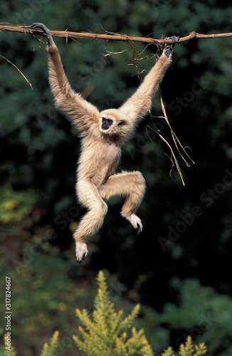 Εκτύπωση καμβά GIBBON A MAINS BLANCHES hylobates lar