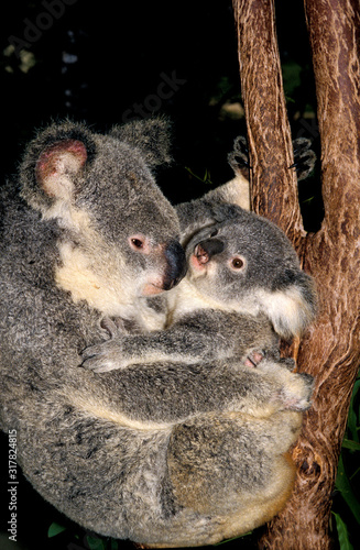Photography KOALA phascolarctos cinereus