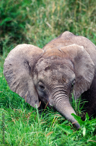 ELEPHANT D AFRIQUE loxodonta africana