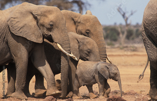 Foto ELEPHANT D'AFRIQUE loxodonta africana
