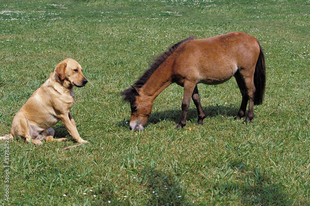 Fototapeta premium CHEVAL MINIATURE AMERICAIN