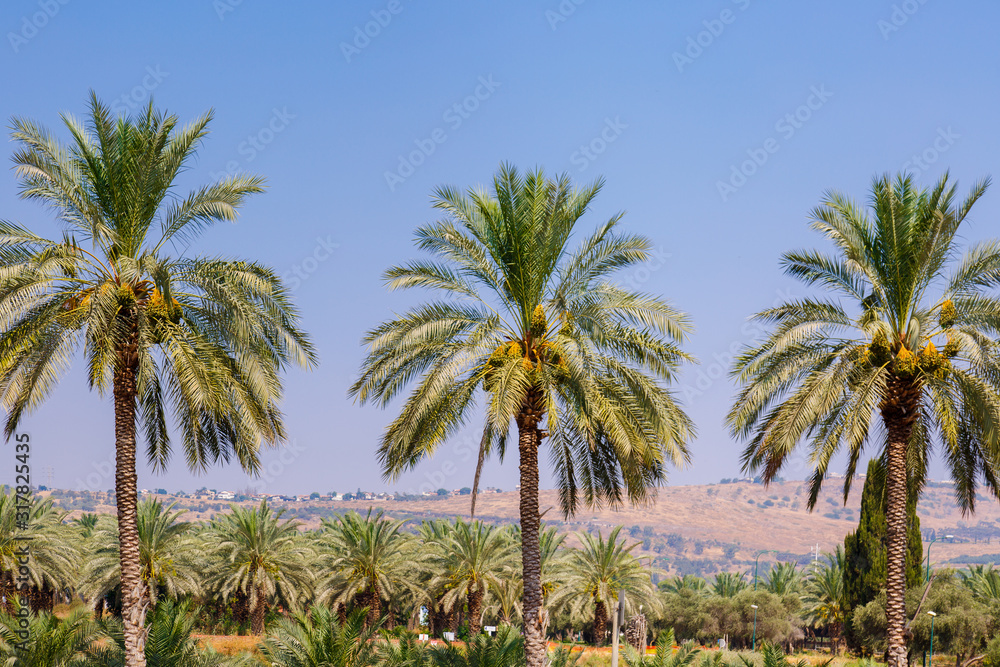 Palm Grove. Background of palm leaves