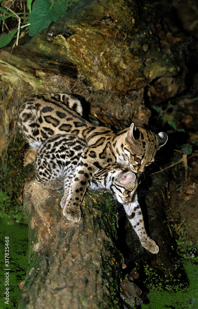 Fototapeta premium MARGAY leopardus wiedi