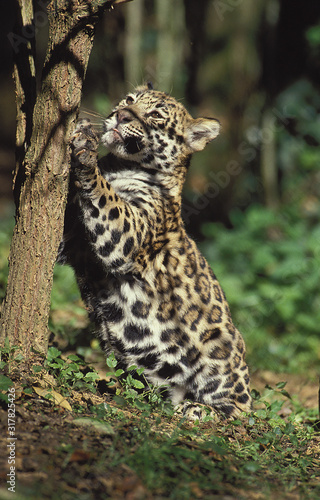 JAGUAR panthera onca