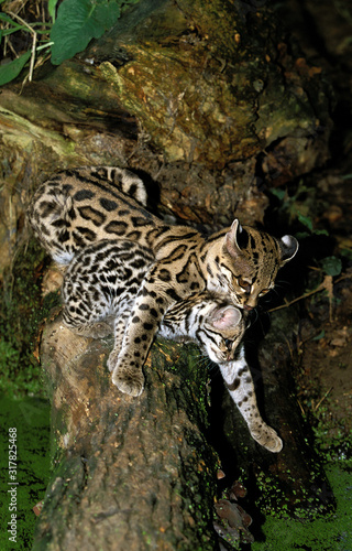 MARGAY leopardus wiedi