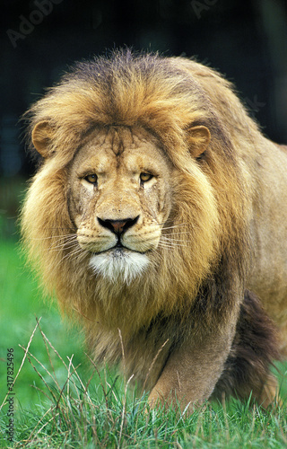 LION D AFRIQUE panthera leo
