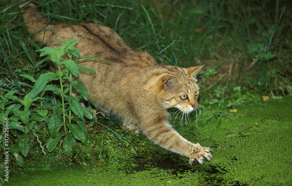 CHAT SAUVAGE D'EUROPE felis silvestris CHAT SAUVAGE D'EUROPE felis silvestris